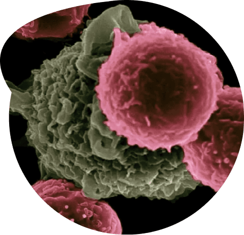 Image of ENCORE