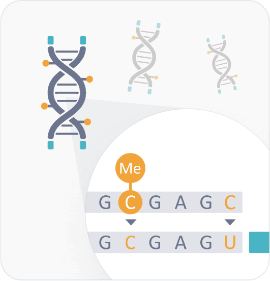 Library Preparation and Enzymatic Conversion